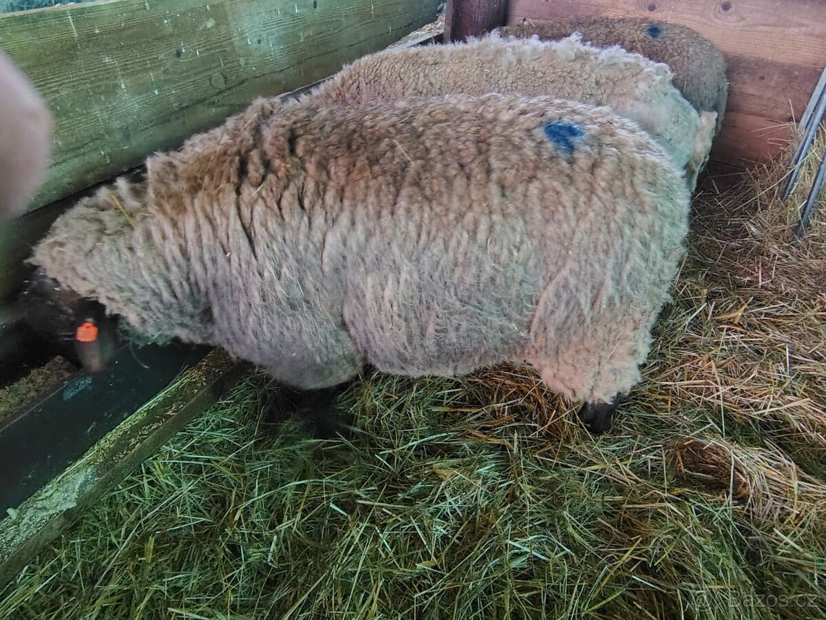 prodám berana Dorper, Suffolk