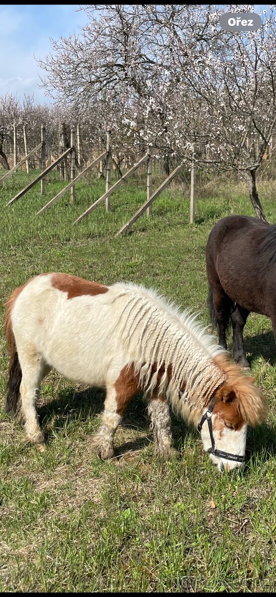Prodám minihorse klisničku