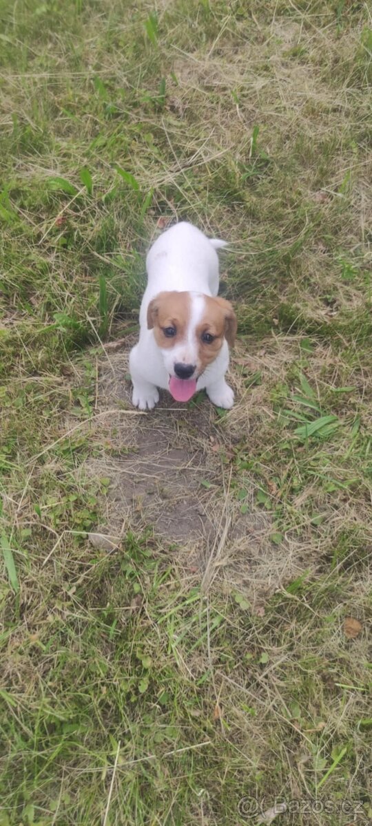 Jack Russell teriér