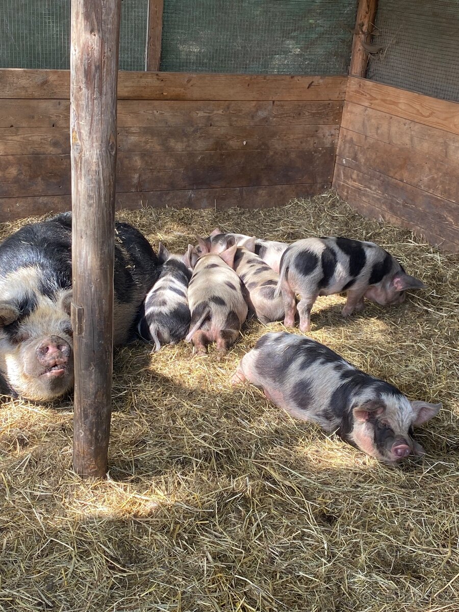 Kune Kune