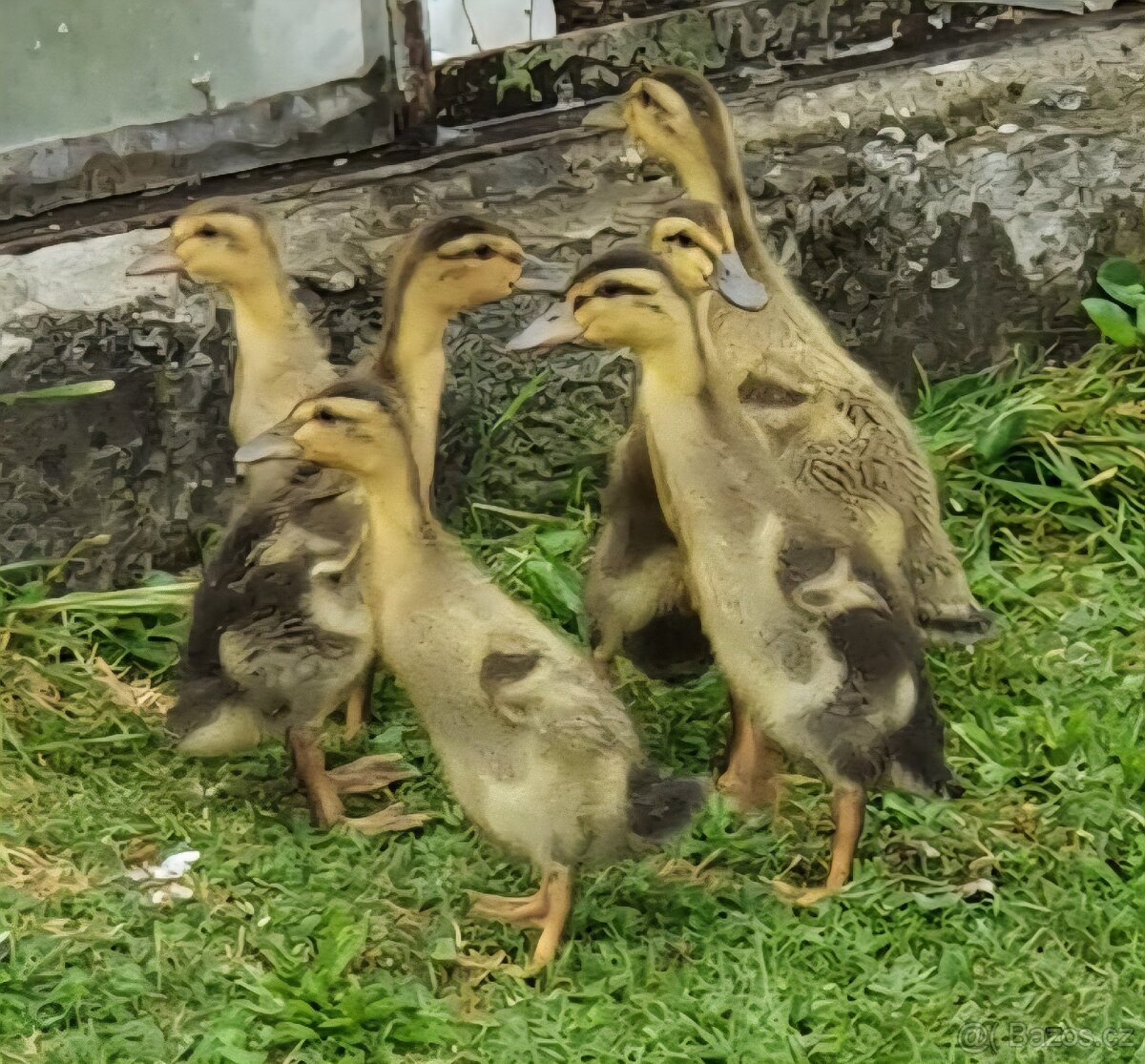 Indický běžec kachňata