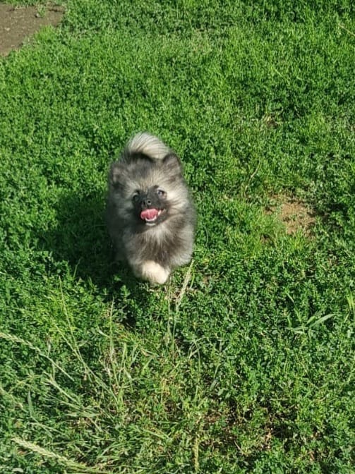 Pomeranian Špic