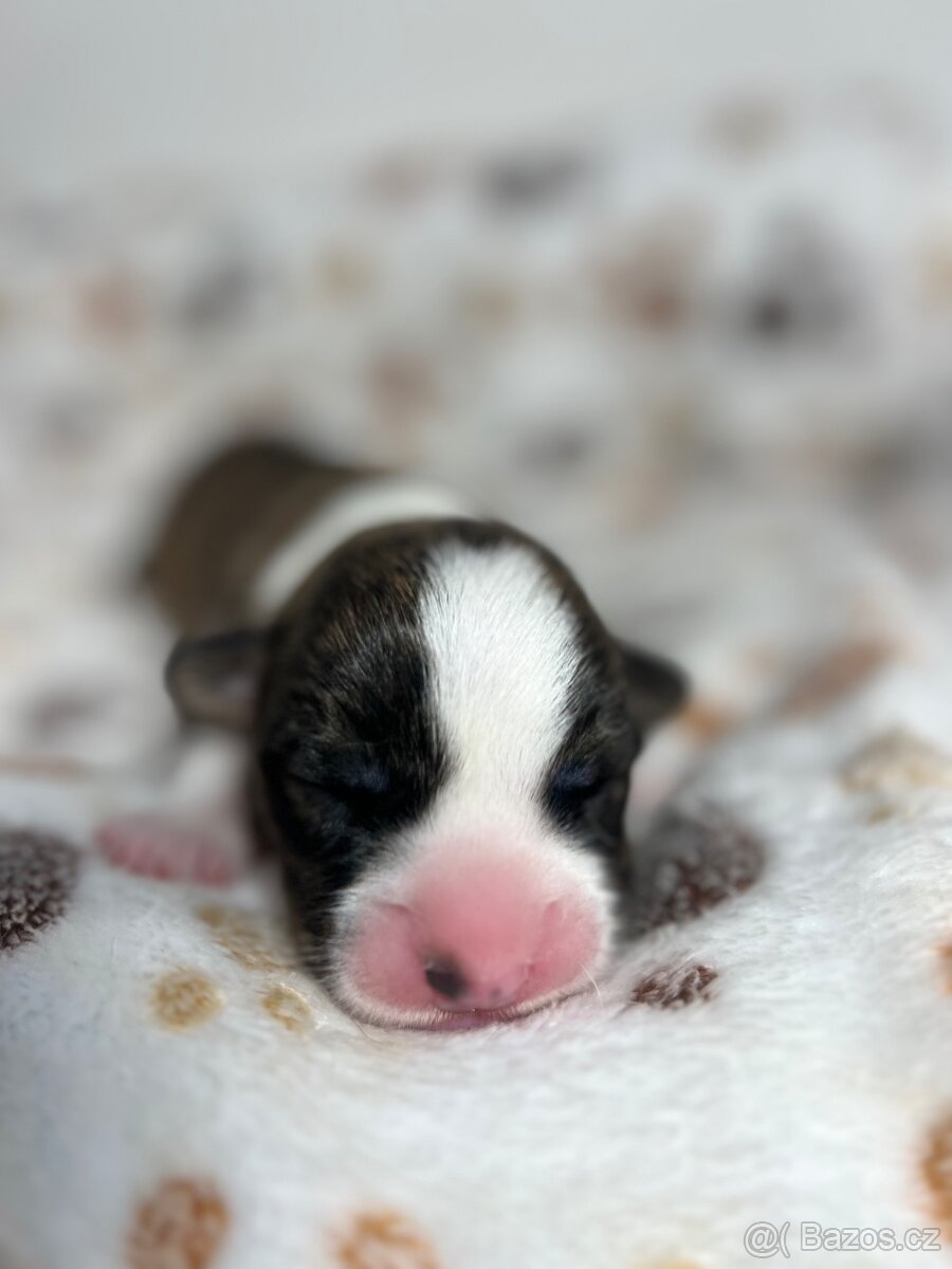 Welsh Corgi cardigan s pp přijímáme rezervace