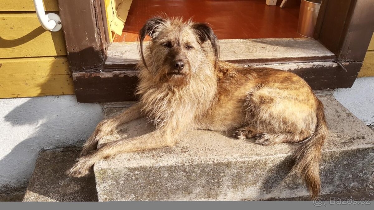 🐶 Bria – kamarádka do pohody i nepohody