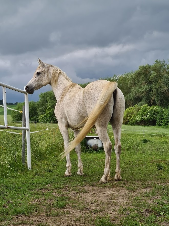 18 letý valach Arabský plnokrevník se zdravotním omezením