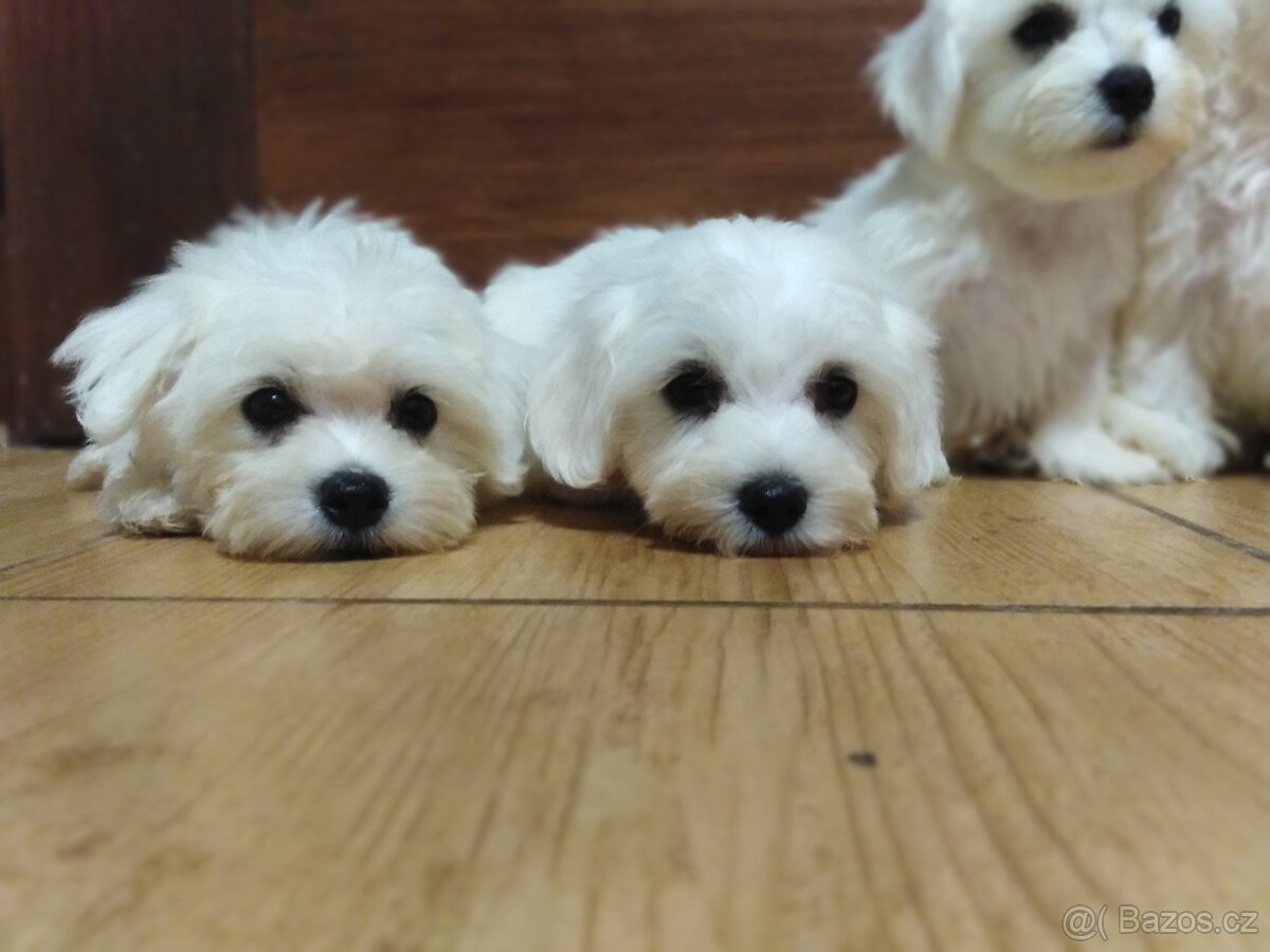 Maltézáček, maltézský psík, maltezák.