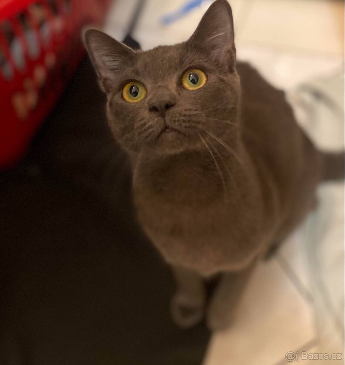 Ruská modrá kočka