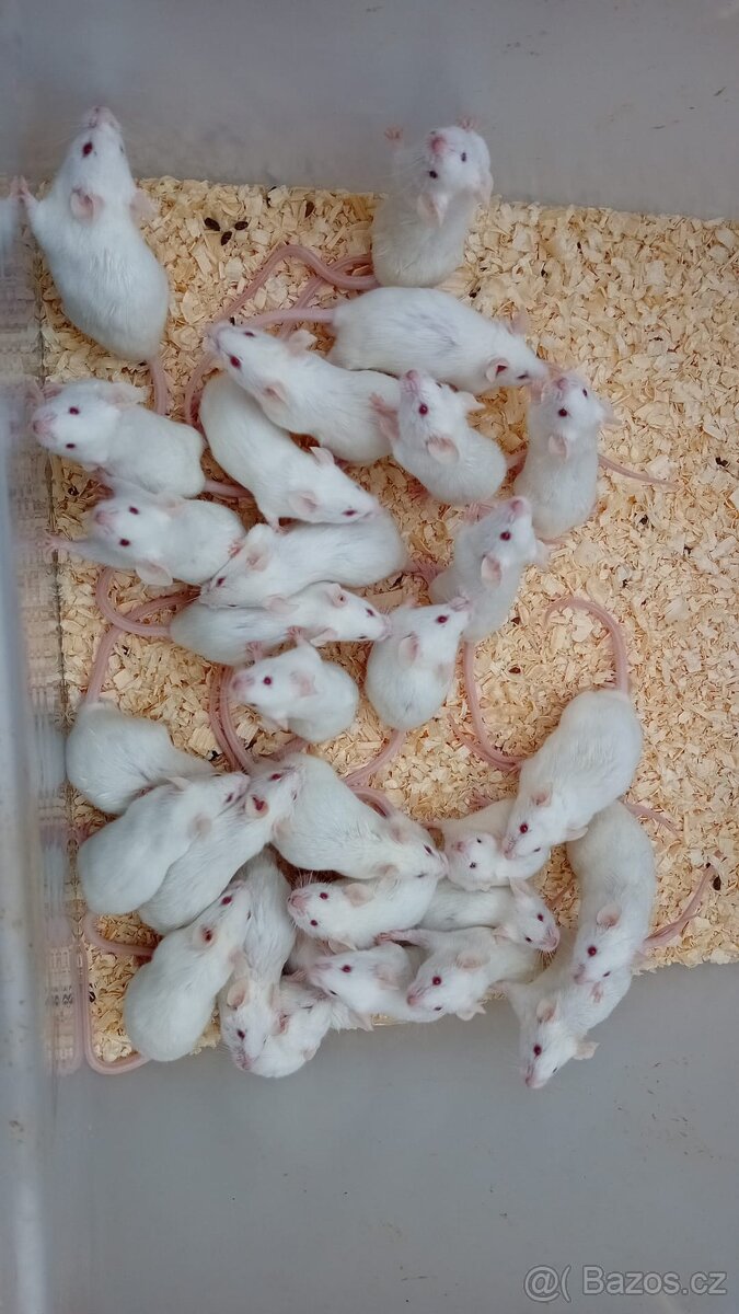 krmné myši