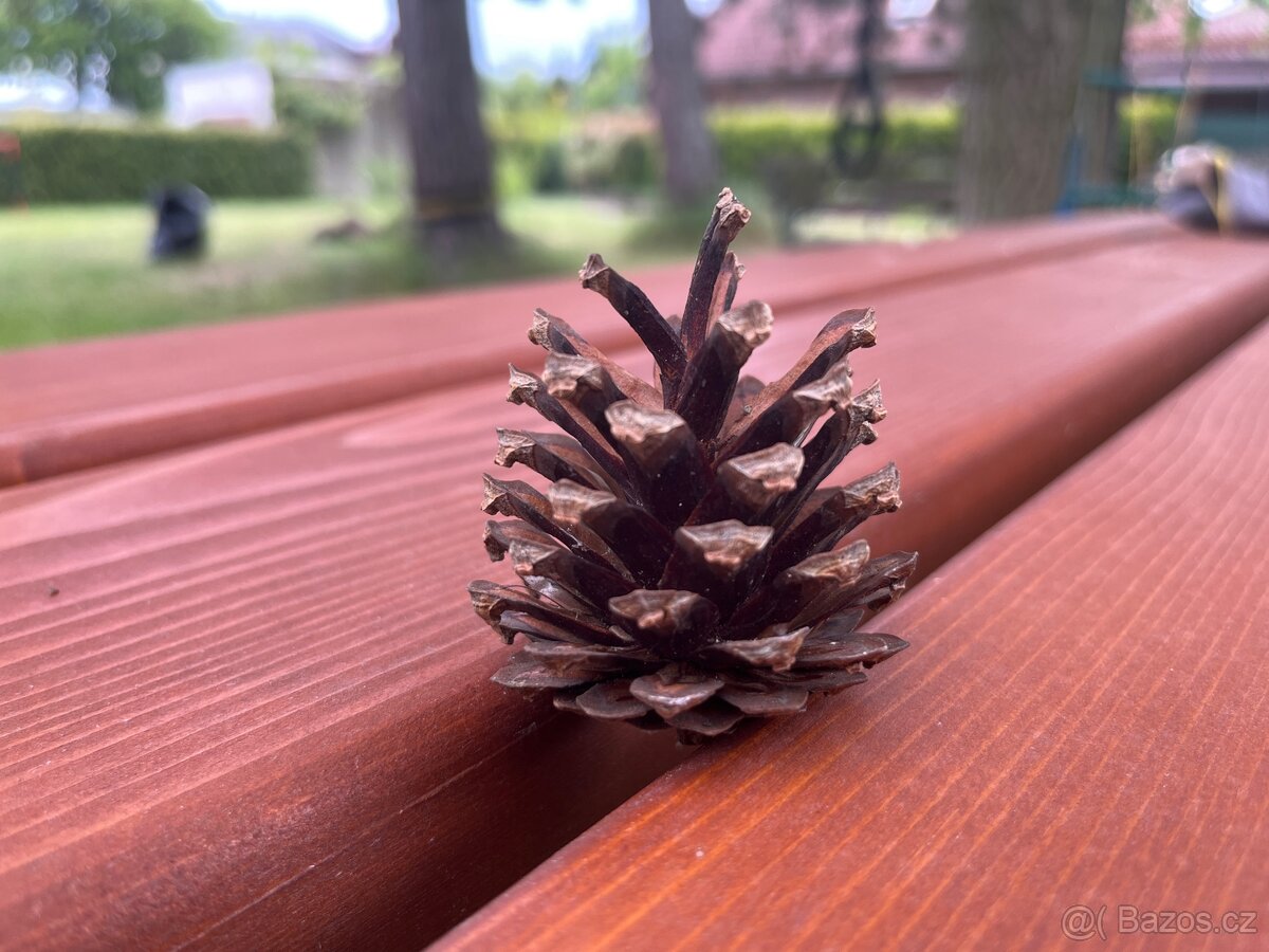 Borovicové šišky na zátop, nebo mulč
