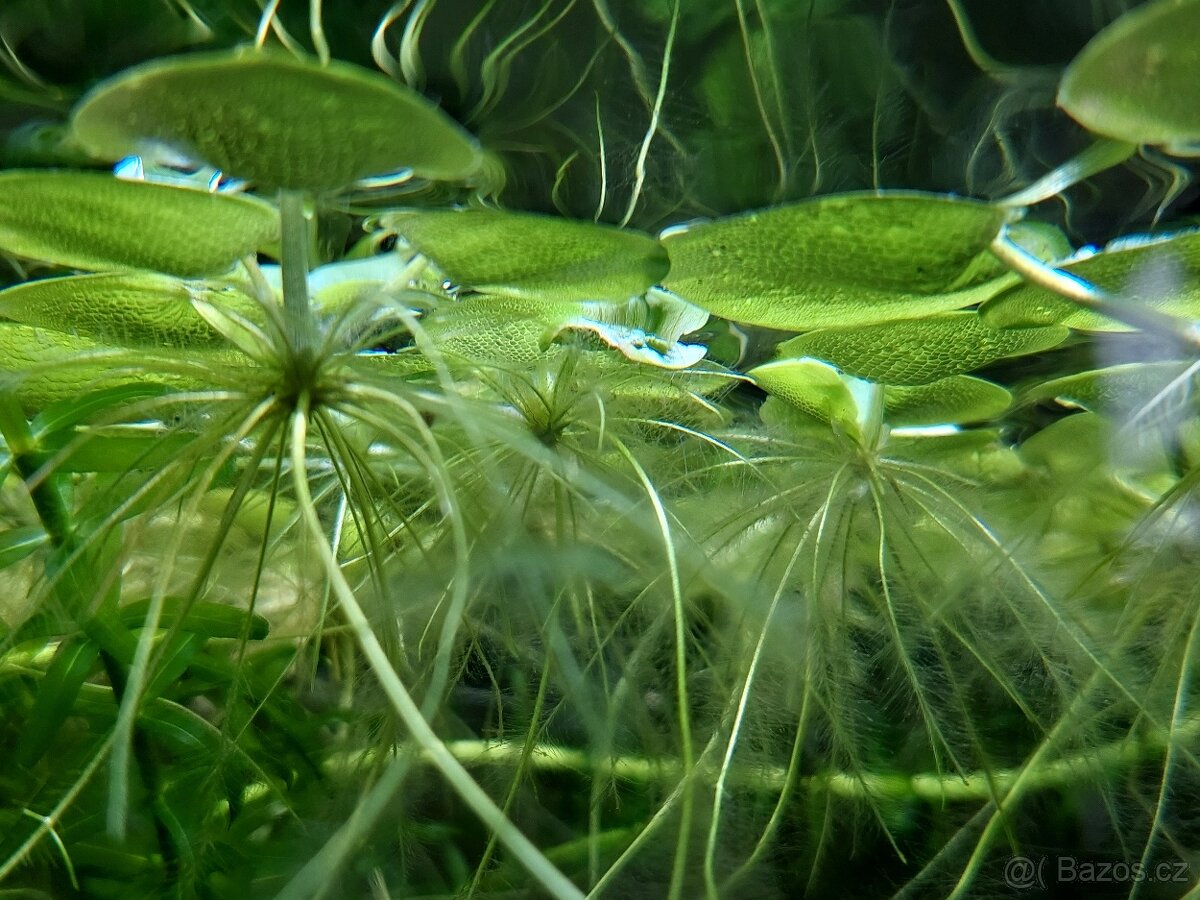 Limnobium laevigatum (10 ruzic) (i vic k dispozici)