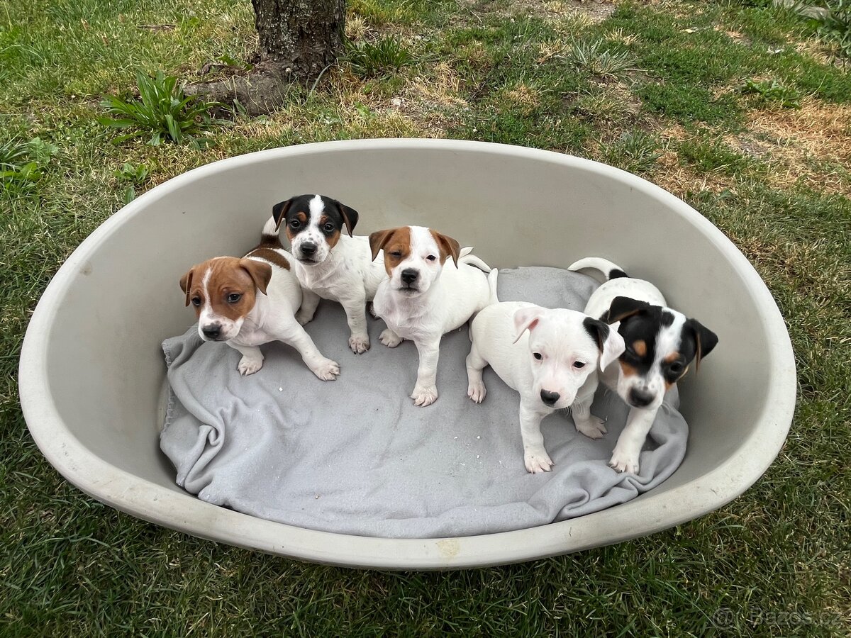 Jack Russell terier