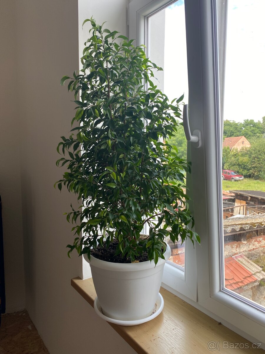 Fikus benjamín