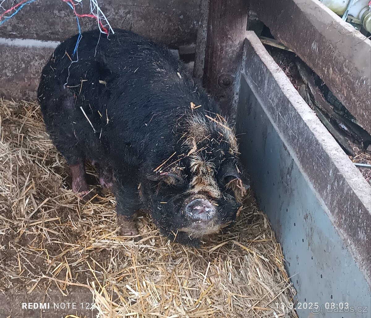 Prodám kuně kune