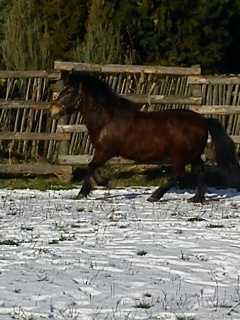 Hledám ponyho Šagy