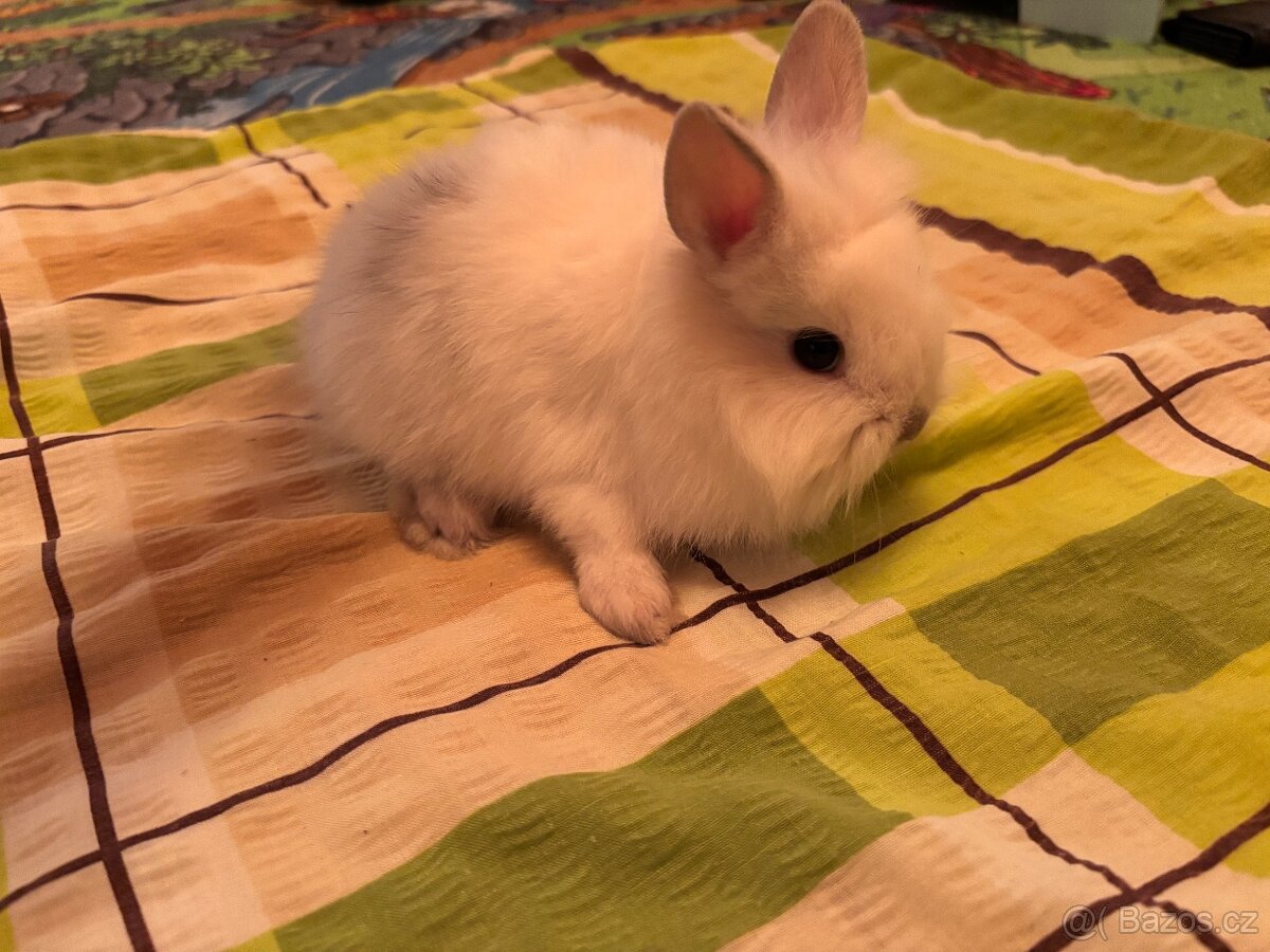 Prodám vymazlené zakrslé králíčky