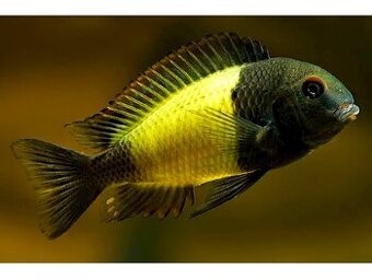 Tropheus moorii Ikola F1 - Tlamovec Mooreův F1