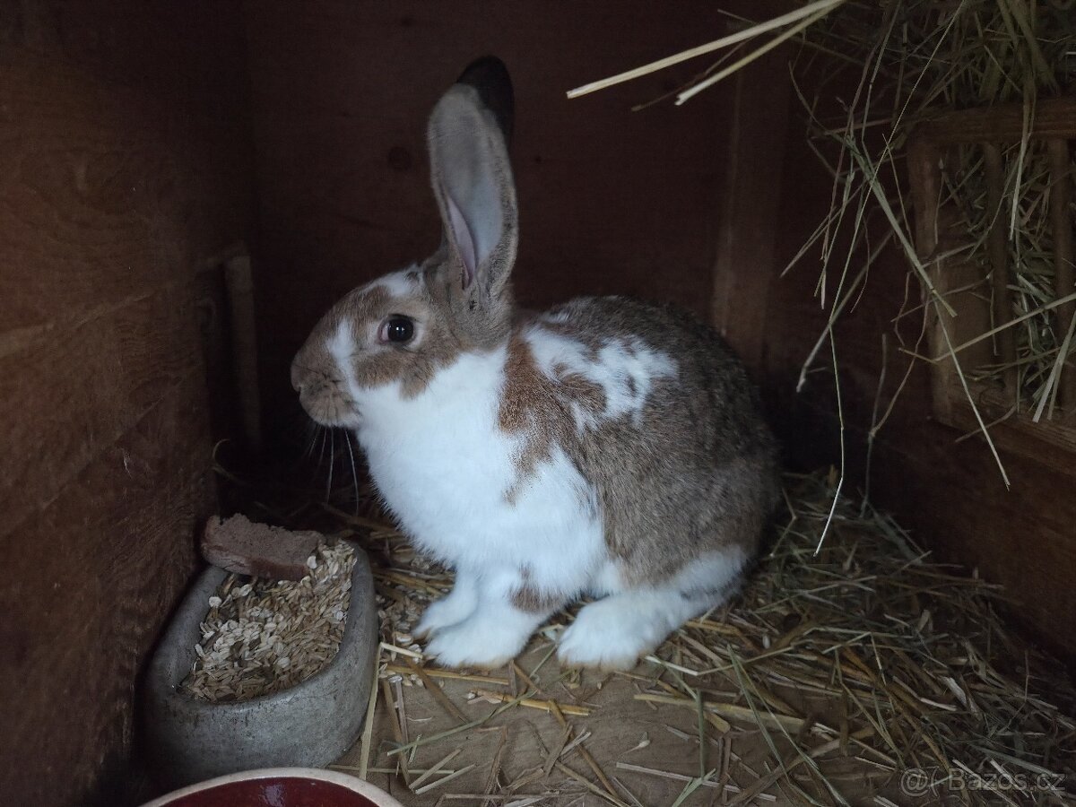 Samci/Samice Králíka