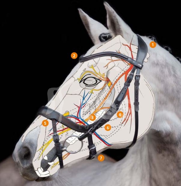 Uzdečka Schockemöhle Equitus Alpha Special anatomická