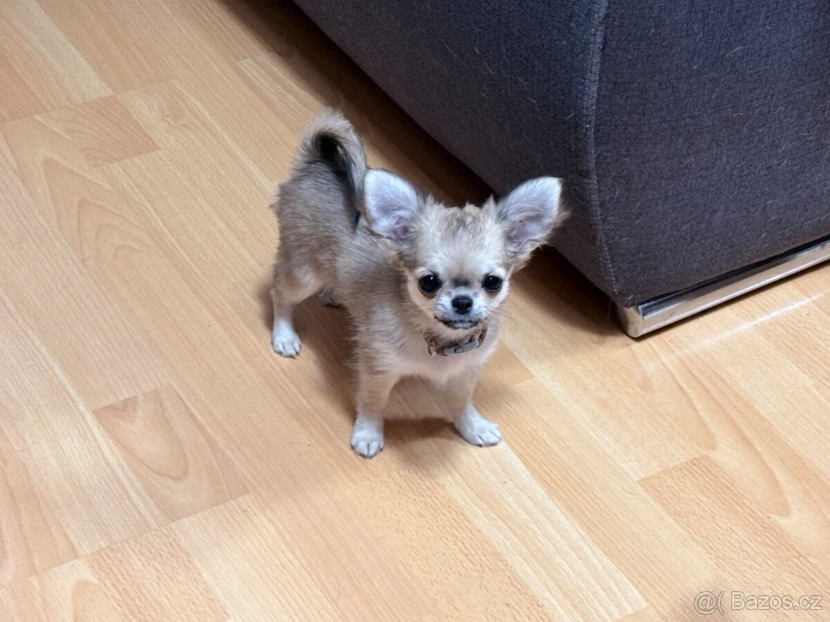 Čivava dlouhosrstá - fenka s PP (FCI)