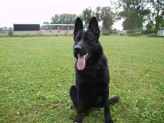 Německý ovčák koupím