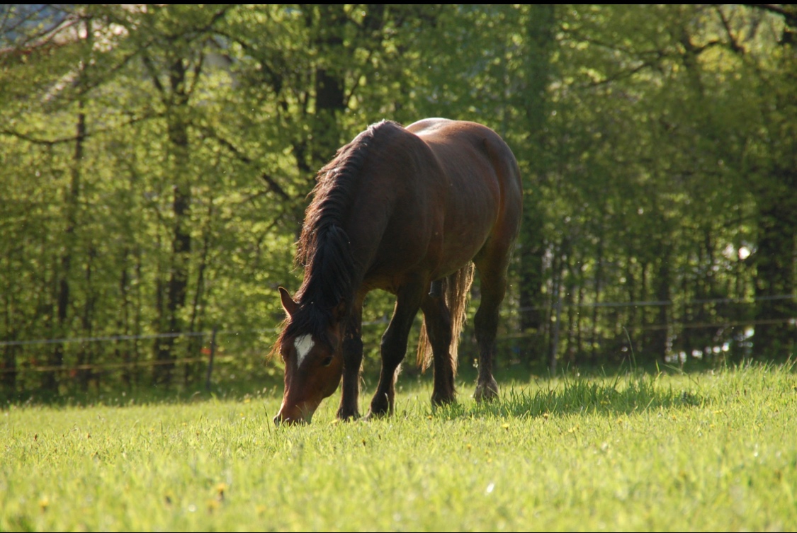 Hřebec Welsh Cob D - Připouštění