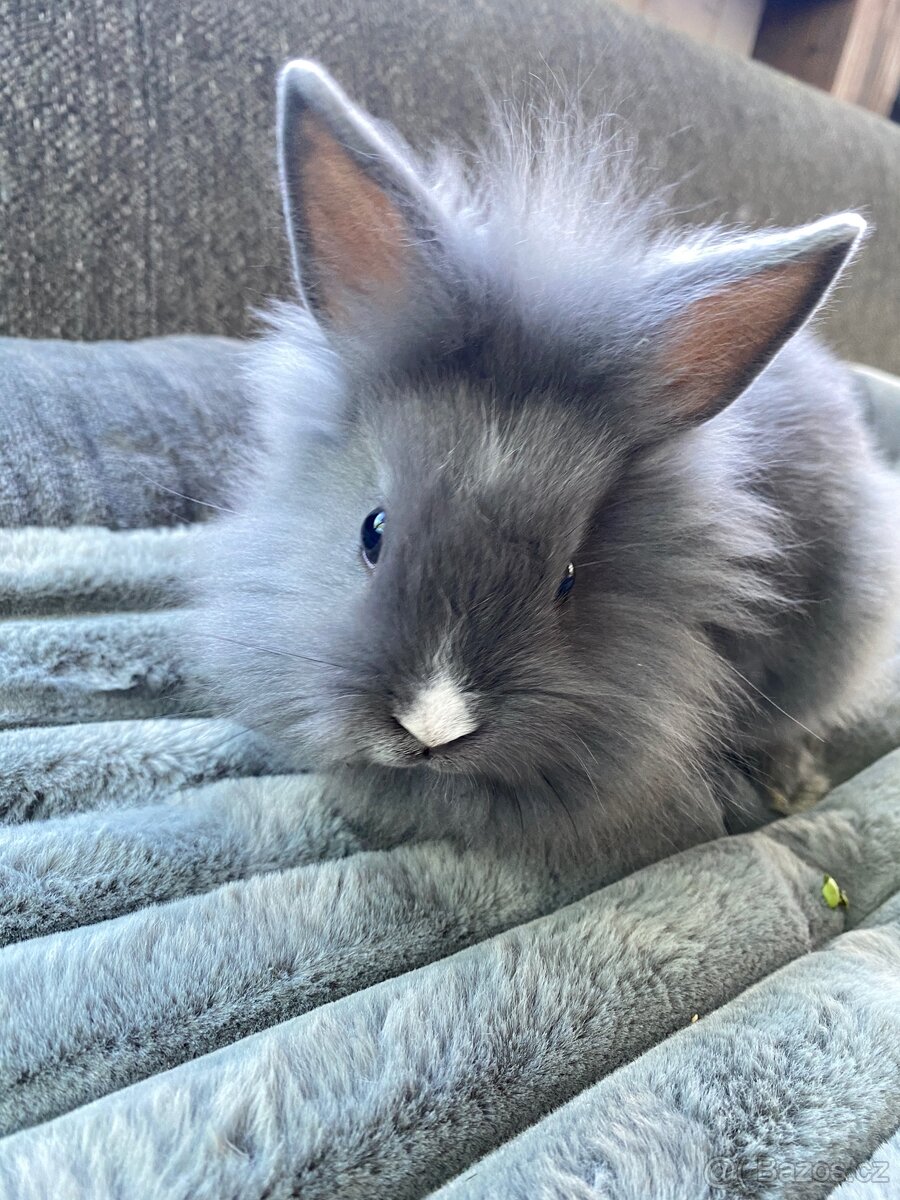 Králíček sameček 🐇🍀