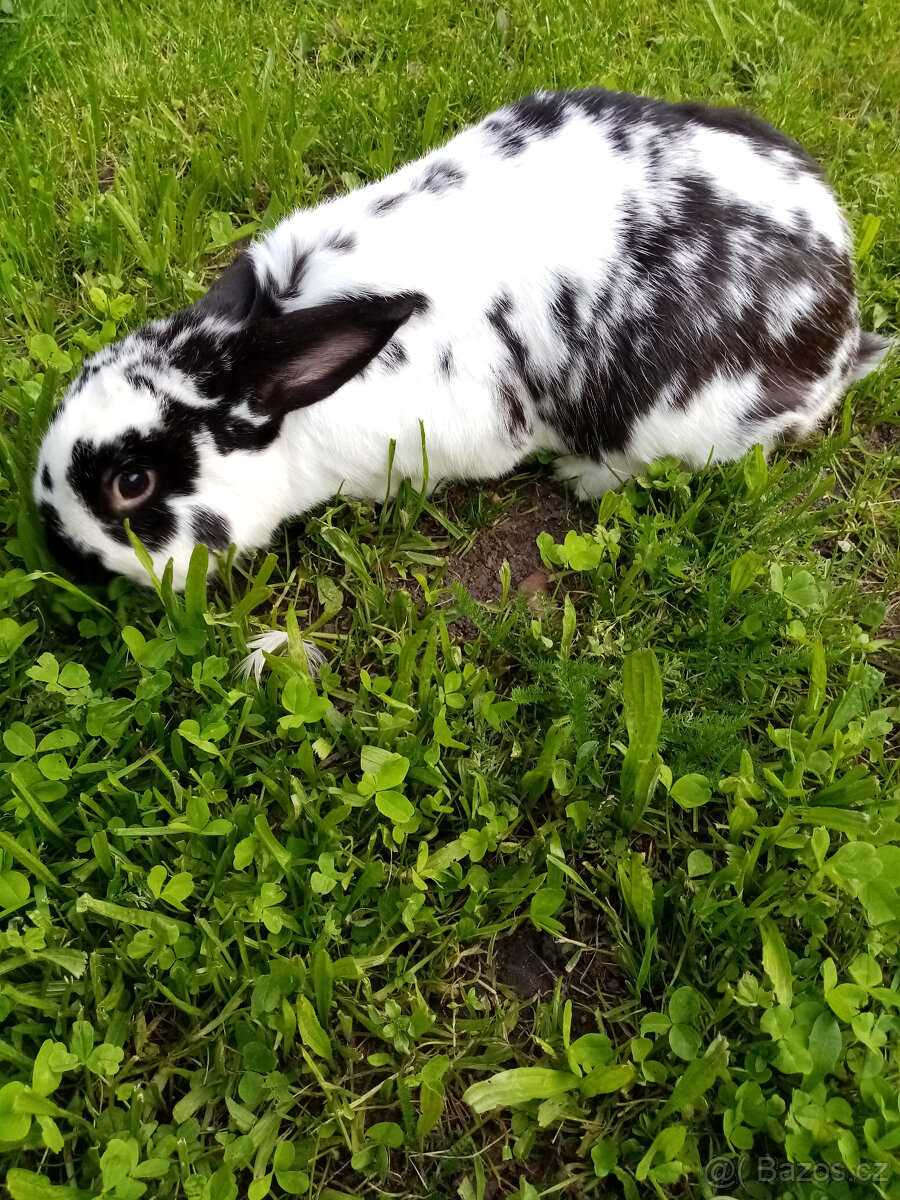 Králíci do chovu