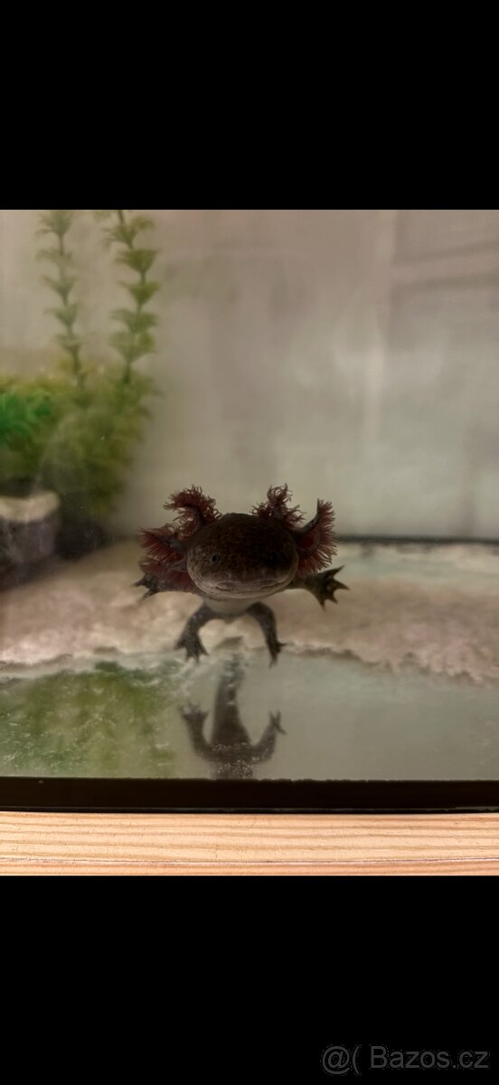 Axolotl mexický