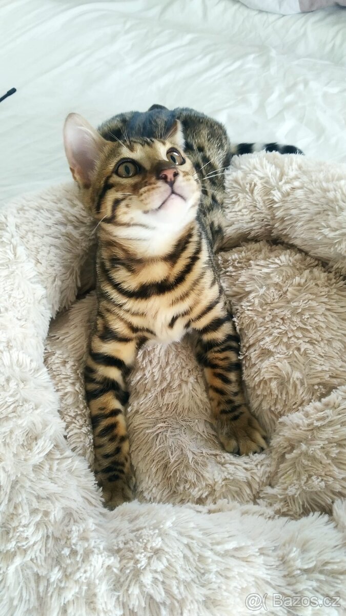 Bengalská kočka