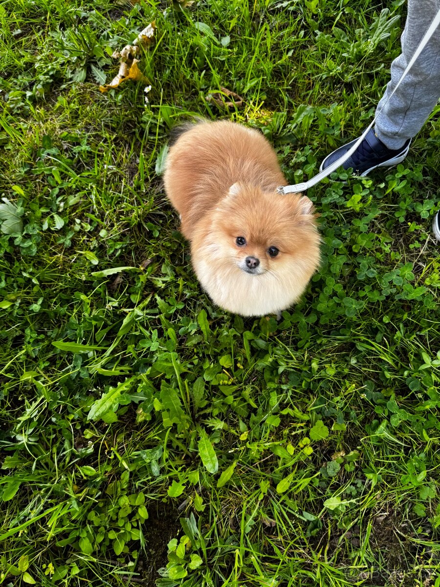 Pomeranian fenka s PP