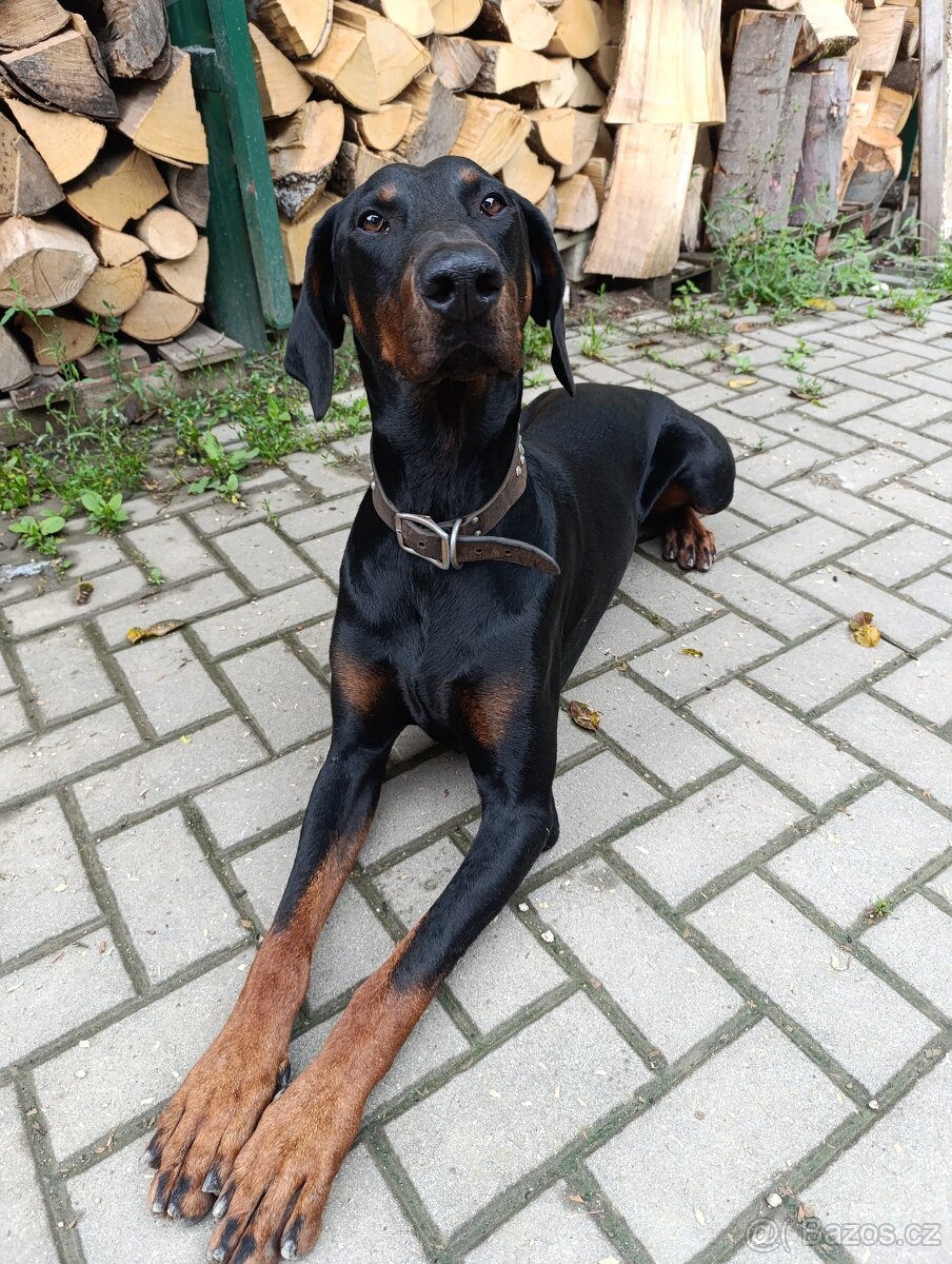 Dobrman koupím fenku