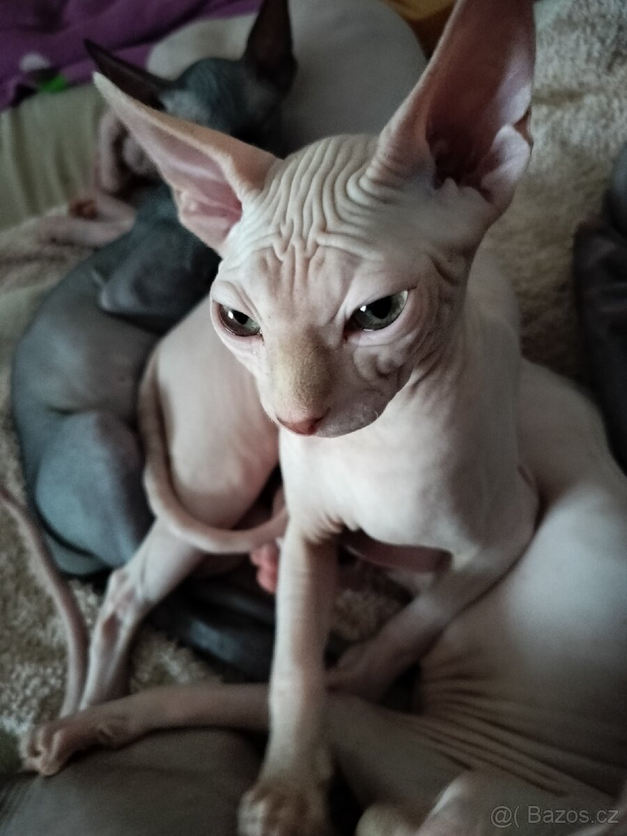 Kanadský sphynx