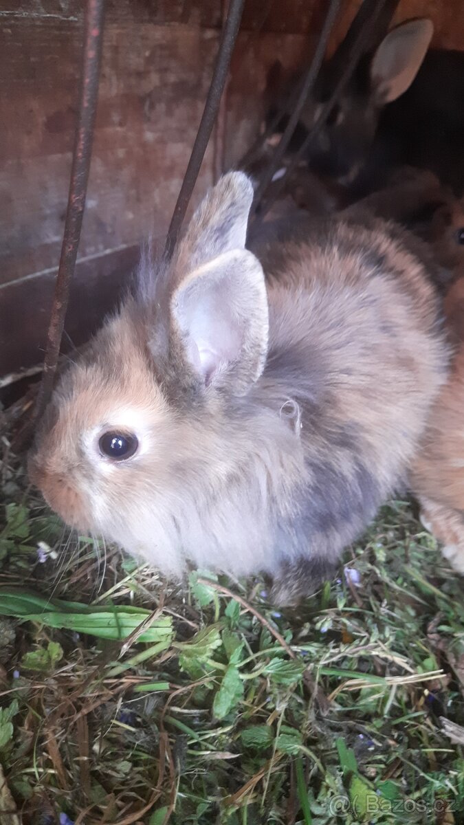 zakrslý králík