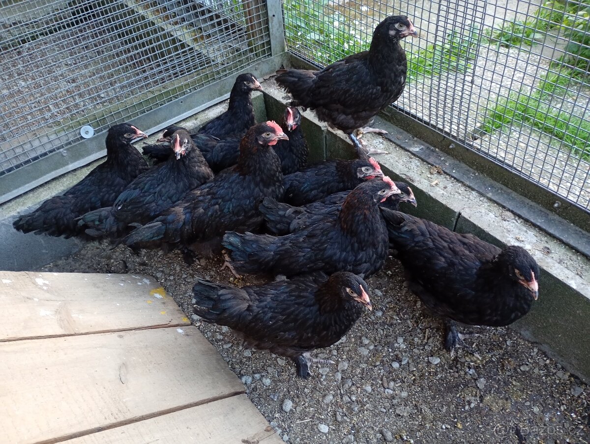 Marans kuřice 20tydenni brno