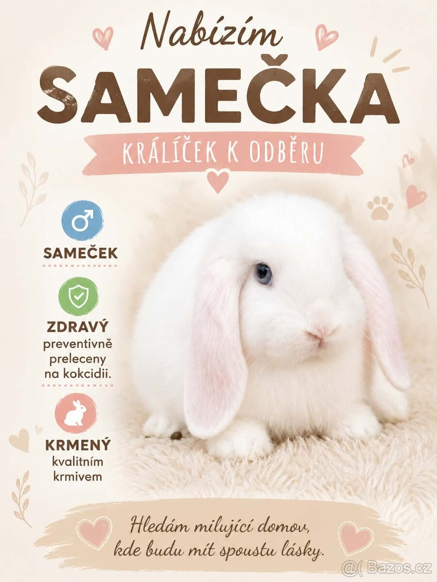 MiniLop Sameček - Snížek