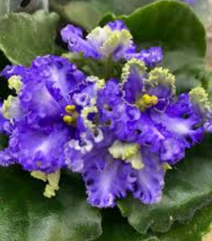 Africká fialka (Saintpaulia 'Curly')