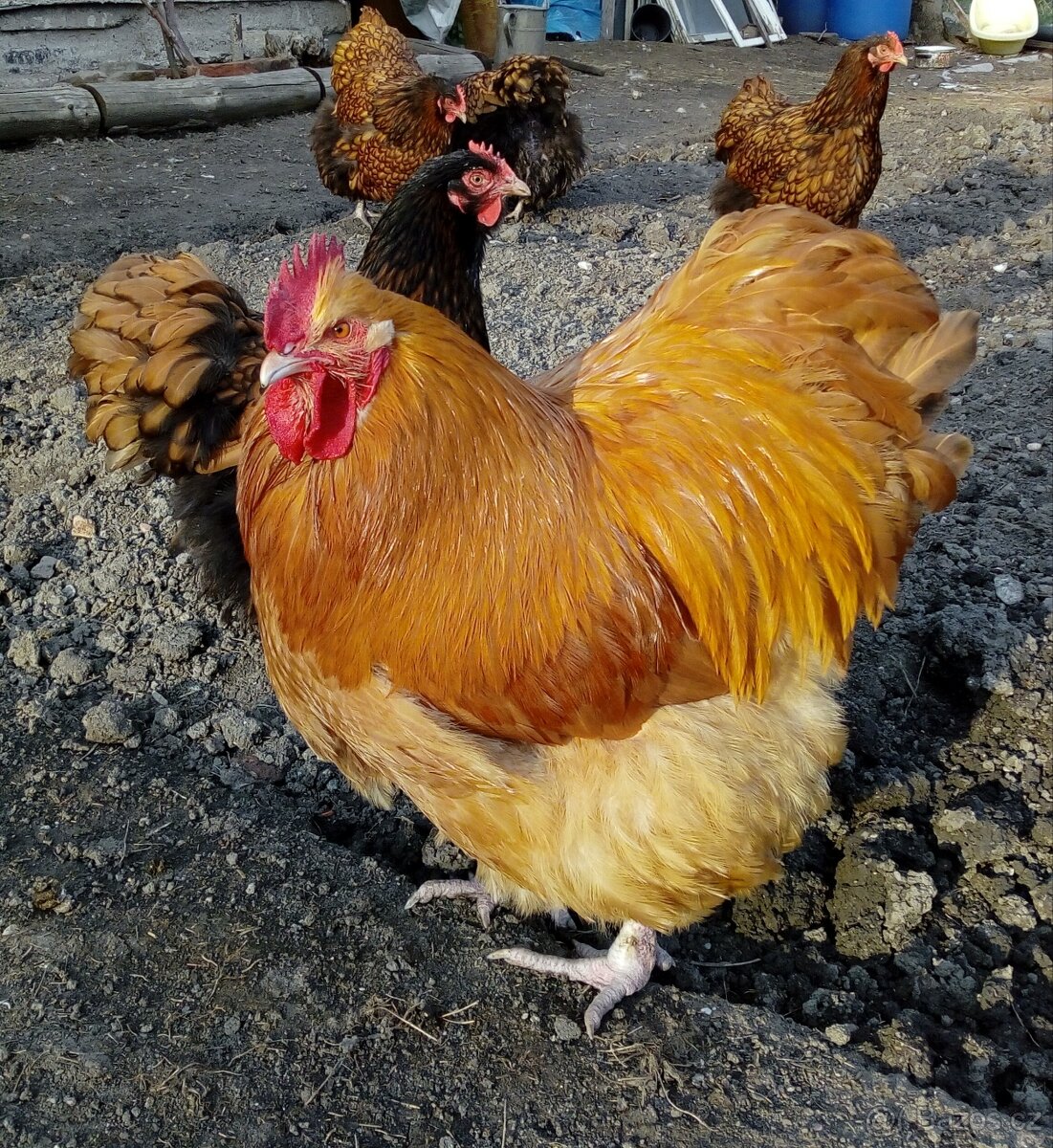 Násadová vejce MIX