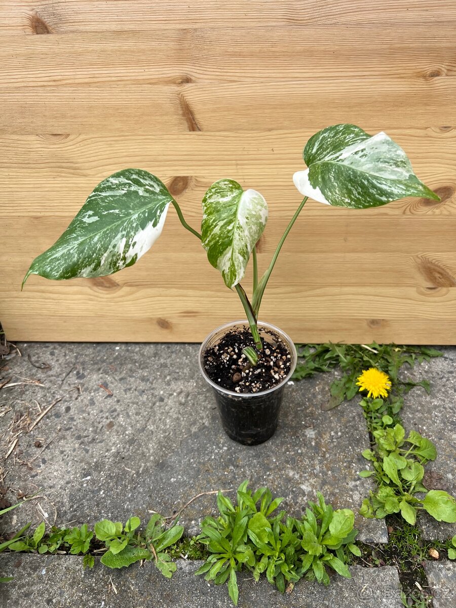Monstera albo variegata