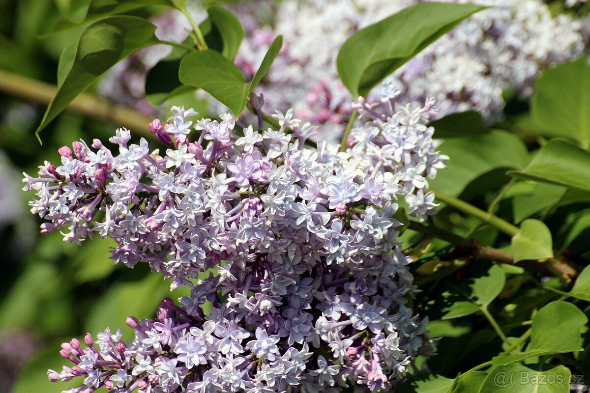 Syringa meyeri Palibin serik skalkovy