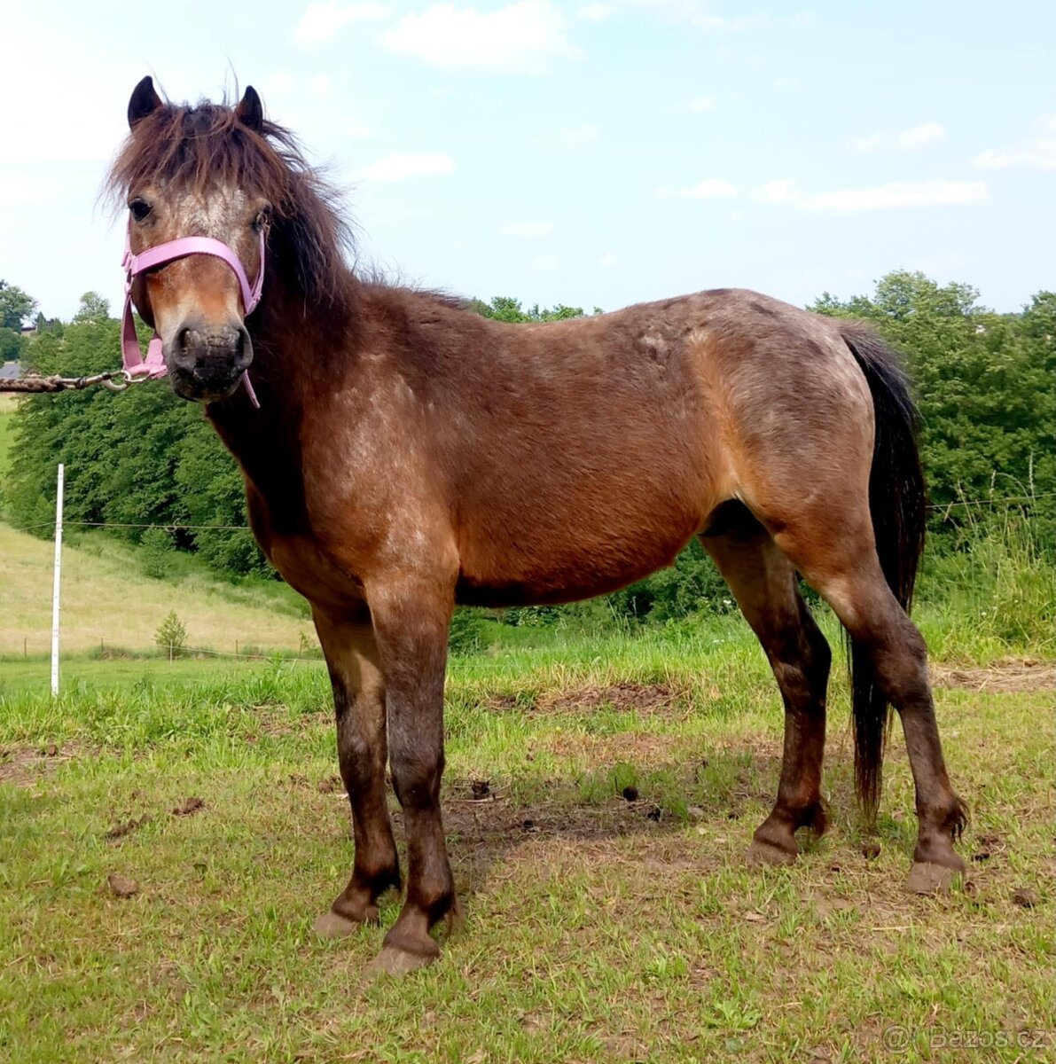 Prodám levně valáška pony