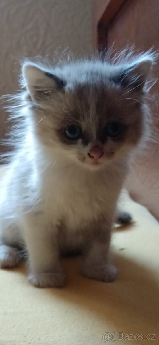 Prodám kotcicku Ragdoll