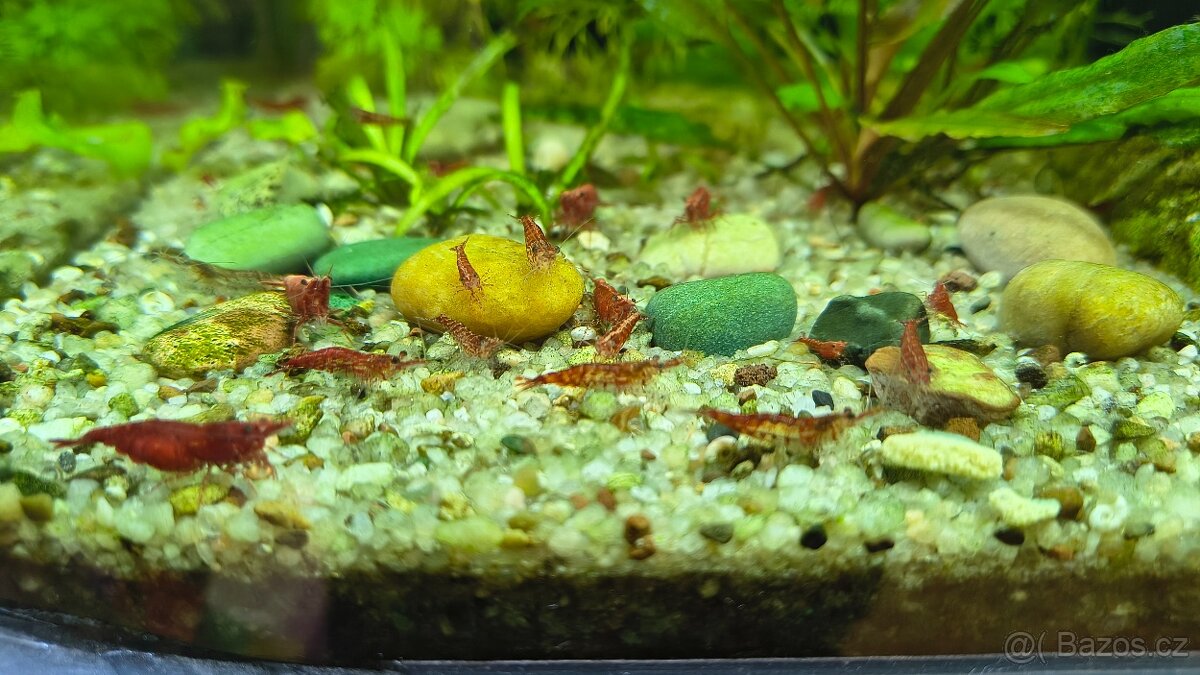 Krevetky Neocaridina red cherry