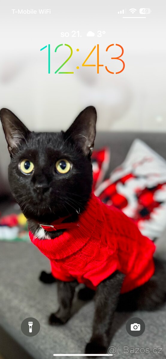 Kastrovaný kocour v nouzi