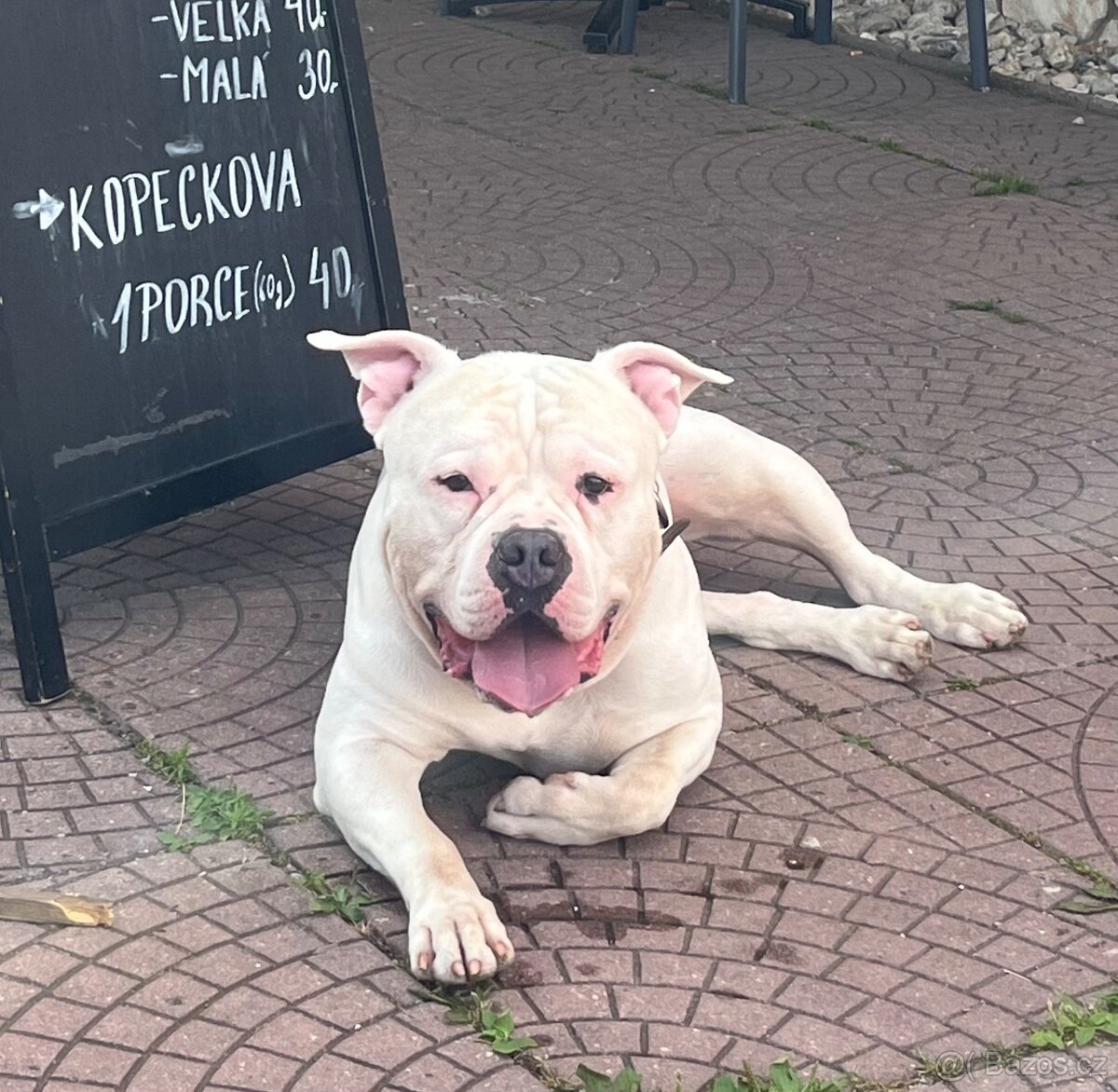 Krytí American Bully standard