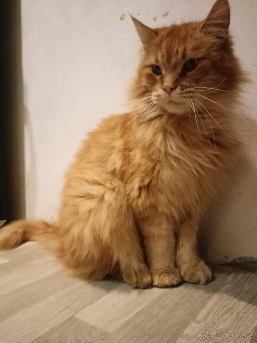 Kocour Mainské mývalí