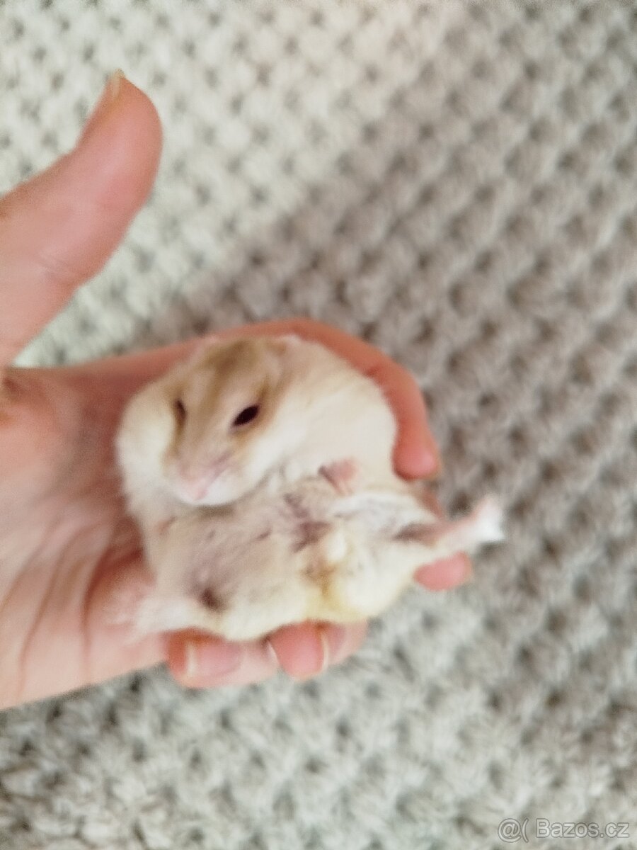 Křeček džungarský samička