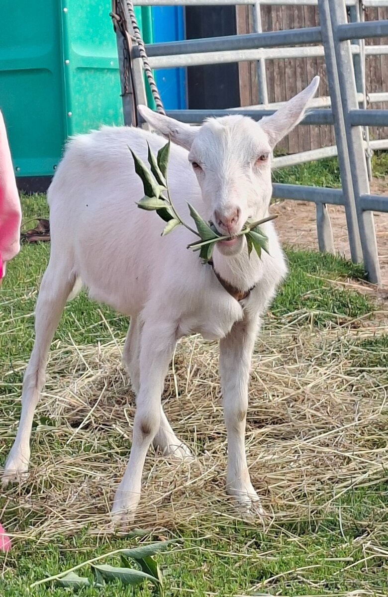 Koza bílá