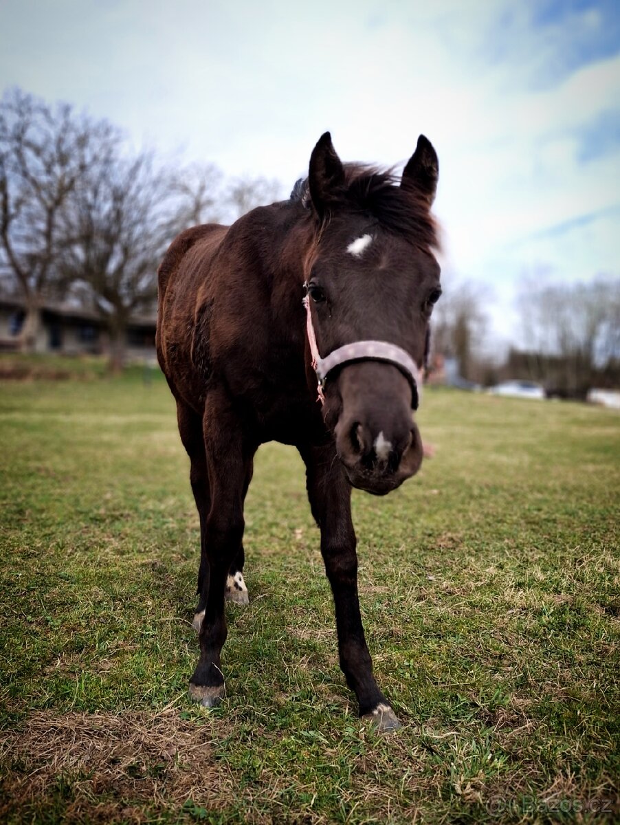 AQH smoky black klisna