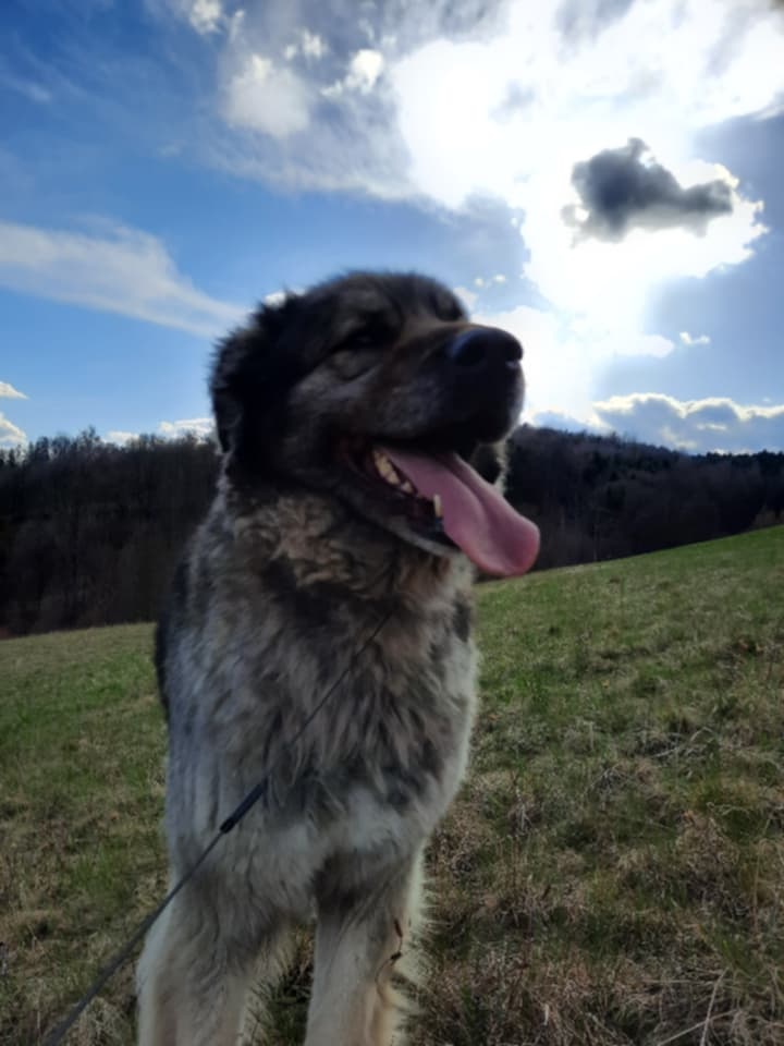 Šarplaninský (kavkazký) pastevecký pes