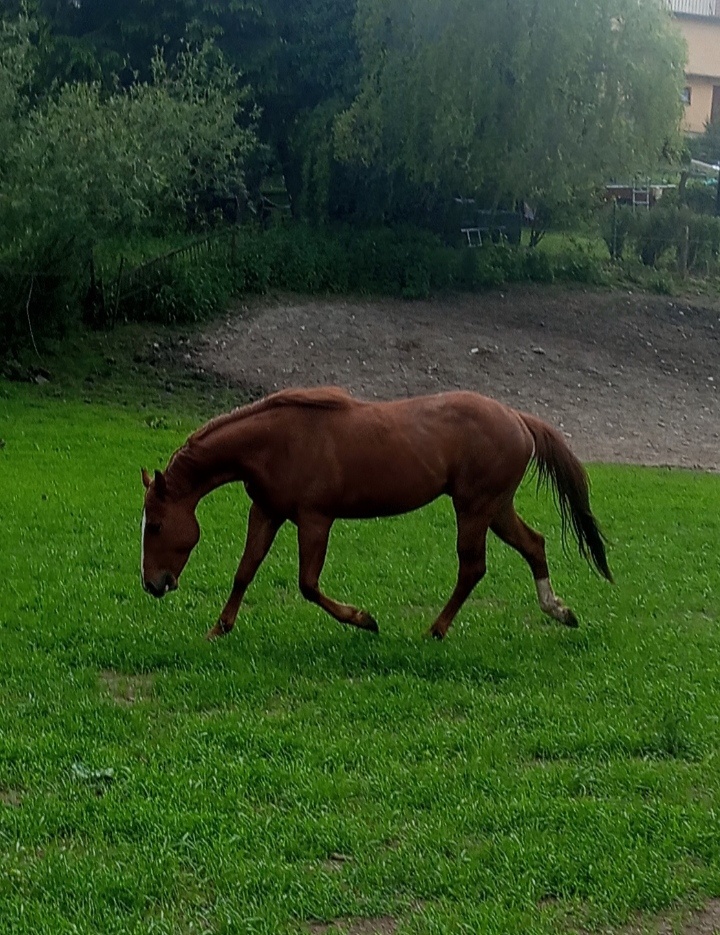 Aqh, Qh
